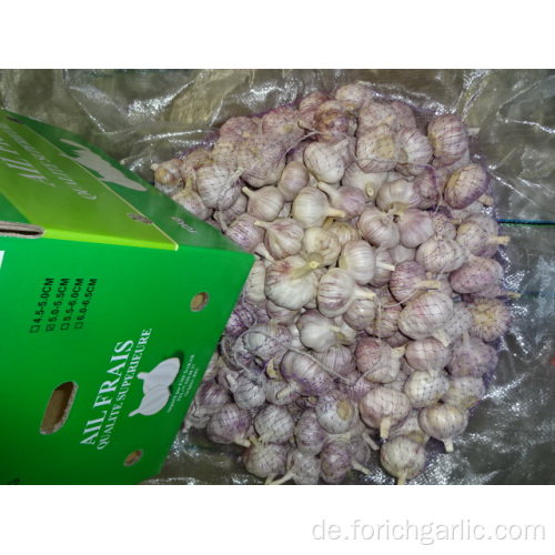 Normaler weißer Knoblauch 2019 Jinxiang